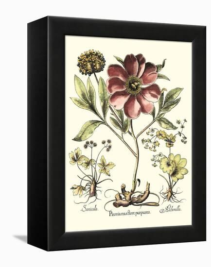 Framboise Floral I-Besler Basilius-Framed Stretched Canvas