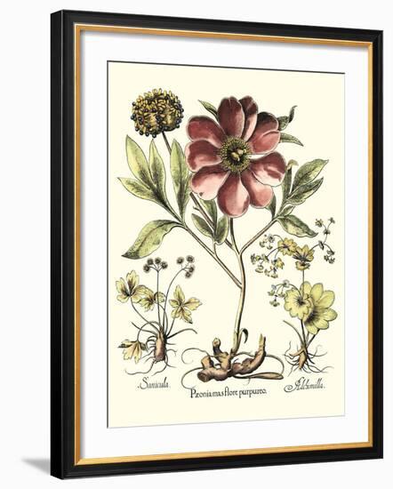 Framboise Floral I-Besler Basilius-Framed Art Print