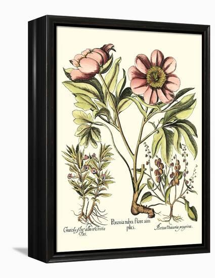 Framboise Floral II-Besler Basilius-Framed Stretched Canvas