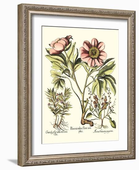 Framboise Floral II-Besler Basilius-Framed Art Print