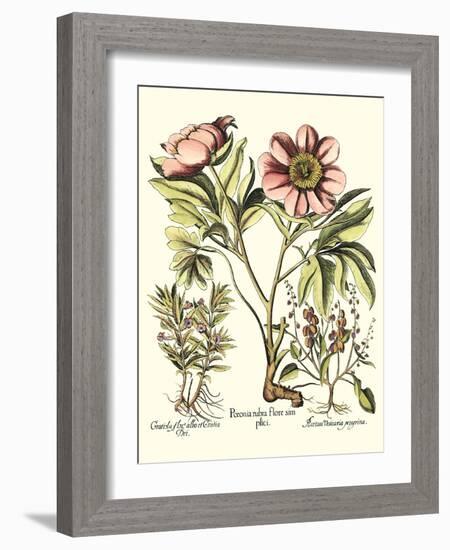 Framboise Floral II-Besler Basilius-Framed Art Print