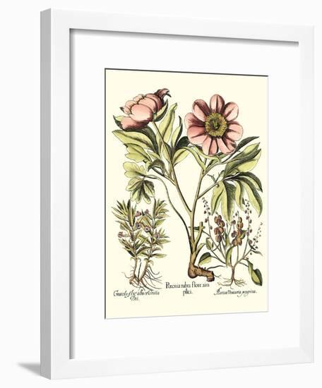 Framboise Floral II-Besler Basilius-Framed Art Print