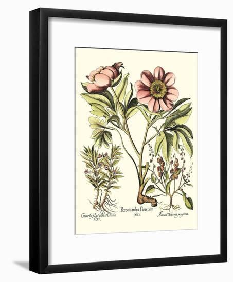 Framboise Floral II-Besler Basilius-Framed Art Print