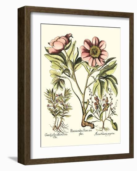 Framboise Floral II-Besler Basilius-Framed Art Print