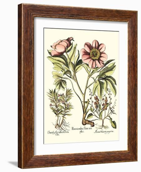 Framboise Floral II-Besler Basilius-Framed Art Print