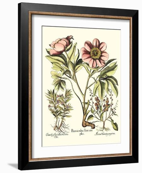 Framboise Floral II-Besler Basilius-Framed Art Print