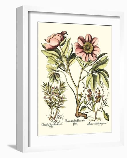 Framboise Floral II-Besler Basilius-Framed Art Print