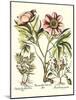 Framboise Floral II-Besler Basilius-Mounted Art Print