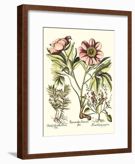 Framboise Floral II-Besler Basilius-Framed Art Print