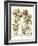 Framboise Floral II-Besler Basilius-Framed Art Print