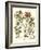 Framboise Floral II-Besler Basilius-Framed Art Print