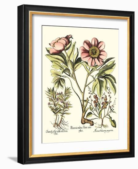Framboise Floral II-Besler Basilius-Framed Art Print