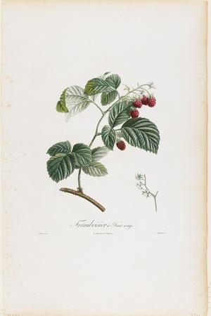 Framboisier a Fruit Rouge (Raspberries), from Traite Des Arbres Fruitiers,  1807-1835' Giclee Print - Pierre Jean Francois Turpin | Art.com
