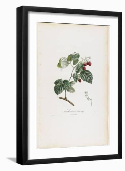 Framboisier a Fruit Rouge (Raspberries), from Traite Des Arbres Fruitiers, 1807-1835-Pierre Jean Francois Turpin-Framed Giclee Print