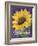 Framed Sunflower-Fiona Stokes-Gilbert-Framed Giclee Print