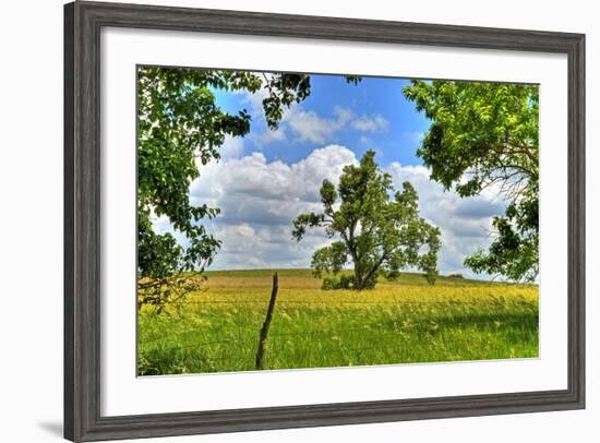 Framed Tree, Kansas, USA-Michael Scheufler-Framed Photographic Print