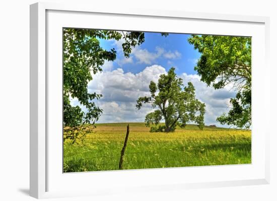 Framed Tree, Kansas, USA-Michael Scheufler-Framed Photographic Print