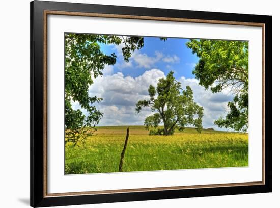 Framed Tree, Kansas, USA-Michael Scheufler-Framed Photographic Print