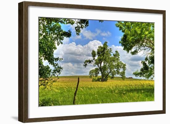 Framed Tree, Kansas, USA-Michael Scheufler-Framed Photographic Print