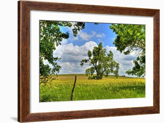 Framed Tree, Kansas, USA-Michael Scheufler-Framed Photographic Print