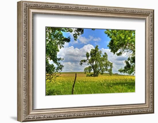 Framed Tree, Kansas, USA-Michael Scheufler-Framed Photographic Print