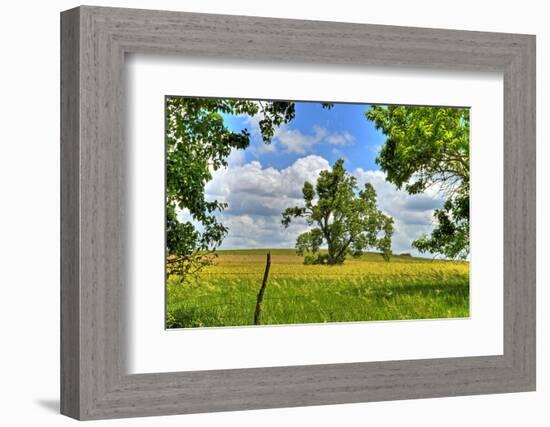 Framed Tree, Kansas, USA-Michael Scheufler-Framed Photographic Print