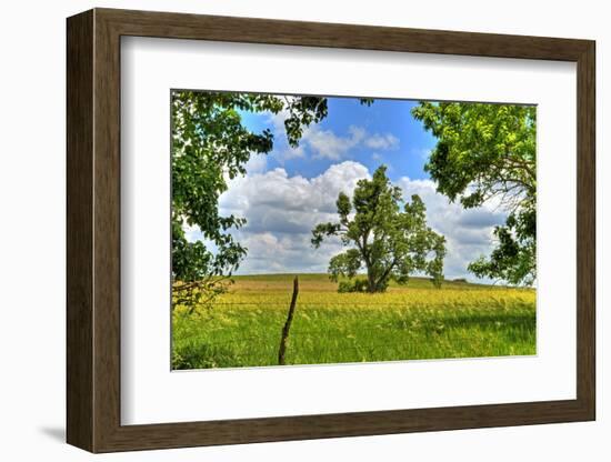 Framed Tree, Kansas, USA-Michael Scheufler-Framed Photographic Print