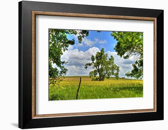 Framed Tree, Kansas, USA-Michael Scheufler-Framed Photographic Print