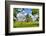 Framed Tree, Kansas, USA-Michael Scheufler-Framed Photographic Print