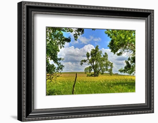 Framed Tree, Kansas, USA-Michael Scheufler-Framed Photographic Print