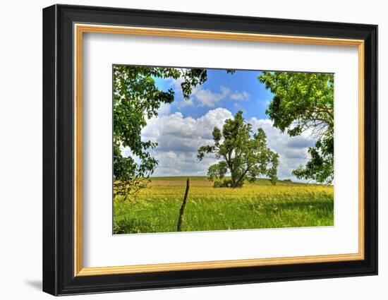 Framed Tree, Kansas, USA-Michael Scheufler-Framed Photographic Print