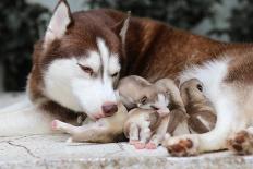 Family Dog-framsook-Photographic Print