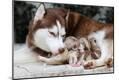 Photographic Print