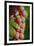 France, Alsace, Eguisheim. A bunch of Gewurztraminer grapes.-Janis Miglavs-Framed Premium Photographic Print