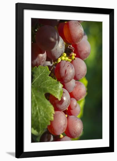 France, Alsace, Eguisheim. A bunch of Gewurztraminer grapes.-Janis Miglavs-Framed Premium Photographic Print