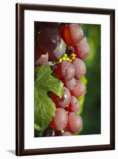 France, Alsace, Eguisheim. A bunch of Gewurztraminer grapes.-Janis Miglavs-Framed Premium Photographic Print