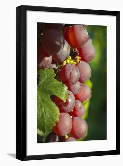 France, Alsace, Eguisheim. A bunch of Gewurztraminer grapes.-Janis Miglavs-Framed Premium Photographic Print