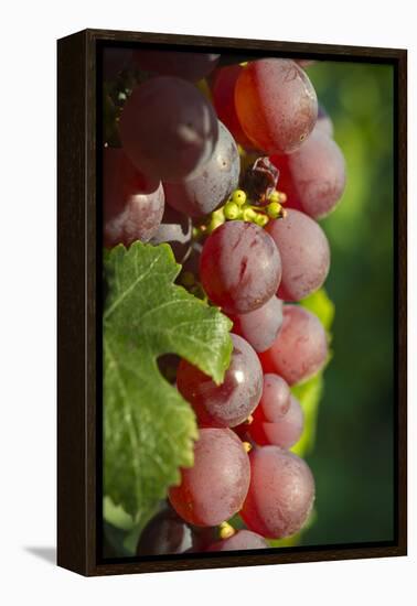 France, Alsace, Eguisheim. A bunch of Gewurztraminer grapes.-Janis Miglavs-Framed Premier Image Canvas