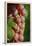 France, Alsace, Eguisheim. A bunch of Gewurztraminer grapes.-Janis Miglavs-Framed Premier Image Canvas