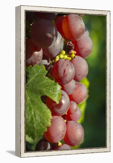 France, Alsace, Eguisheim. A bunch of Gewurztraminer grapes.-Janis Miglavs-Framed Premier Image Canvas