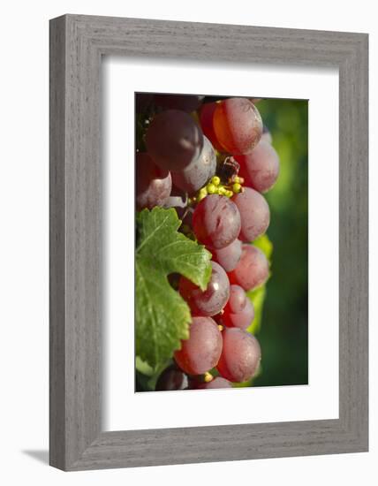 France, Alsace, Eguisheim. A bunch of Gewurztraminer grapes.-Janis Miglavs-Framed Photographic Print