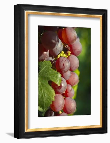 France, Alsace, Eguisheim. A bunch of Gewurztraminer grapes.-Janis Miglavs-Framed Photographic Print