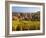 France, Bas-Rhin, Alsace Region, Alasatian Wine Route, Blienschwiller, Town Overview from Vineyards-Walter Bibikow-Framed Photographic Print