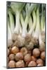 France, Centre, Chatillon Sur Loire. Onions and Leeks at Farmer Market-Kevin Oke-Mounted Photographic Print