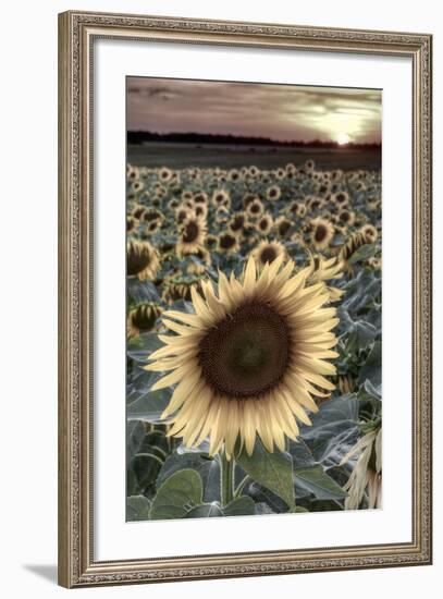 France, Centre Region, Indre-Et-Loire, Sainte Maure De Touraine, Sunflowers in Sunflower Field-Alan Copson-Framed Photographic Print