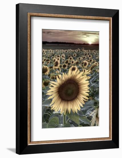 France, Centre Region, Indre-Et-Loire, Sainte Maure De Touraine, Sunflowers in Sunflower Field-Alan Copson-Framed Photographic Print