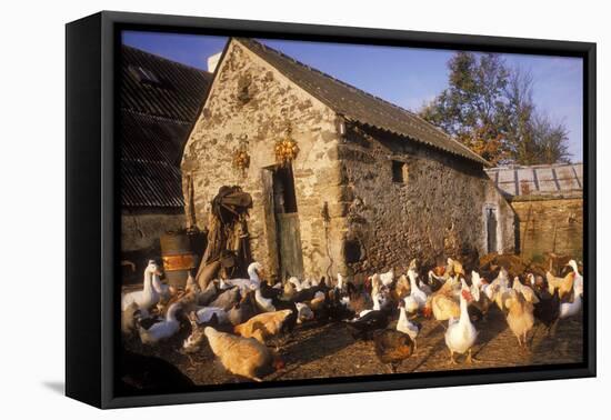 France Farmyard with Chickens-null-Framed Premier Image Canvas