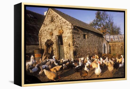 France Farmyard with Chickens-null-Framed Premier Image Canvas