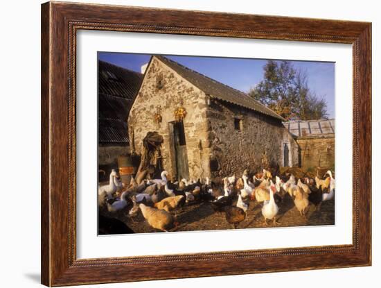 France Farmyard with Chickens-null-Framed Photographic Print