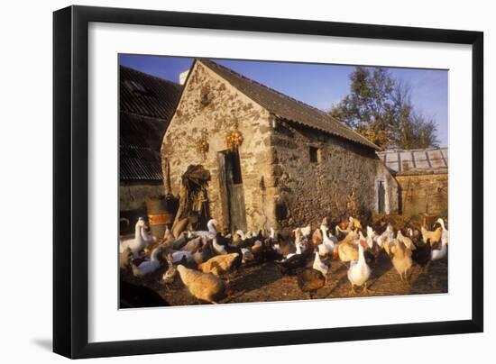 France Farmyard with Chickens-null-Framed Photographic Print